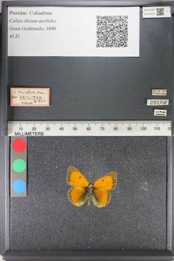 Media type: image;   Entomology 125413